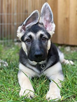 4. Labrashepherd (owczarek niemiecki x labrador retriever mix)