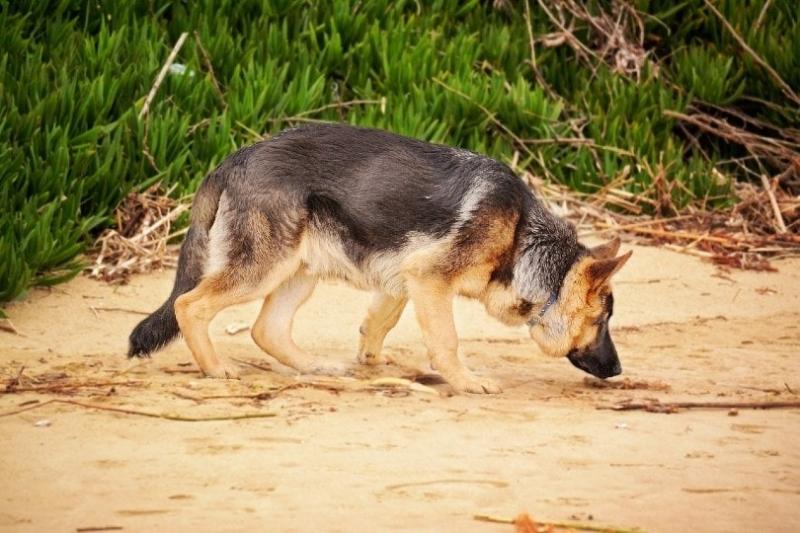Jak daleko pies może wyczuć kojota? Maksymalna odległość i fakty