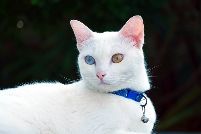 Khao Manee (kot o diamentowych oczach): Informacje, zdjęcia, temperament i cechy