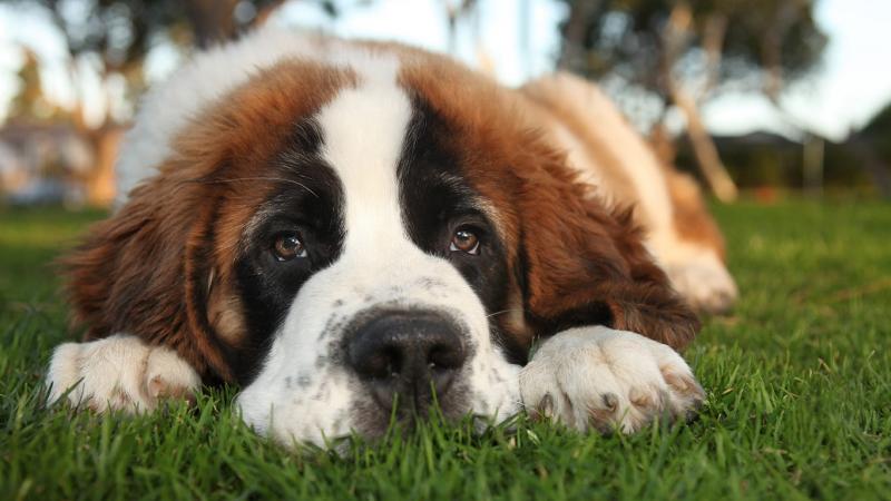 4. Entlebucher Mountain Dog