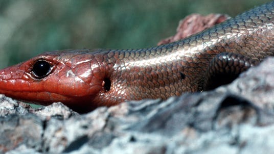 2. Northern Coal Skink