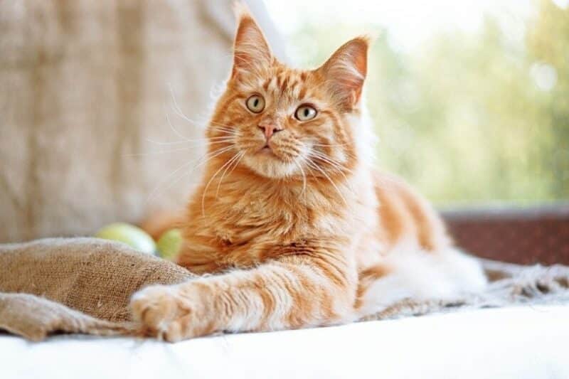 6. Maine Coon