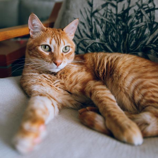 Czy wszystkie pomarańczowe koty są samcami? Fascynujące fakty