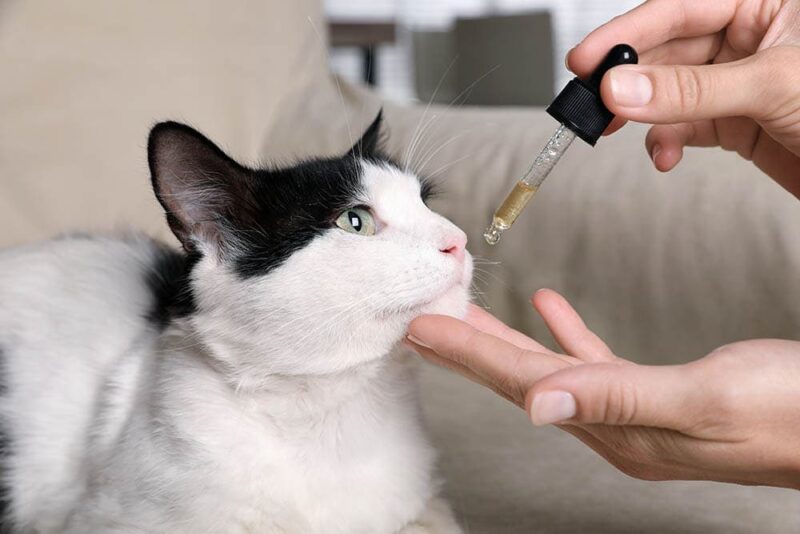 Czy kot może przedawkować olej CBD? Ryzyko i środki ostrożności