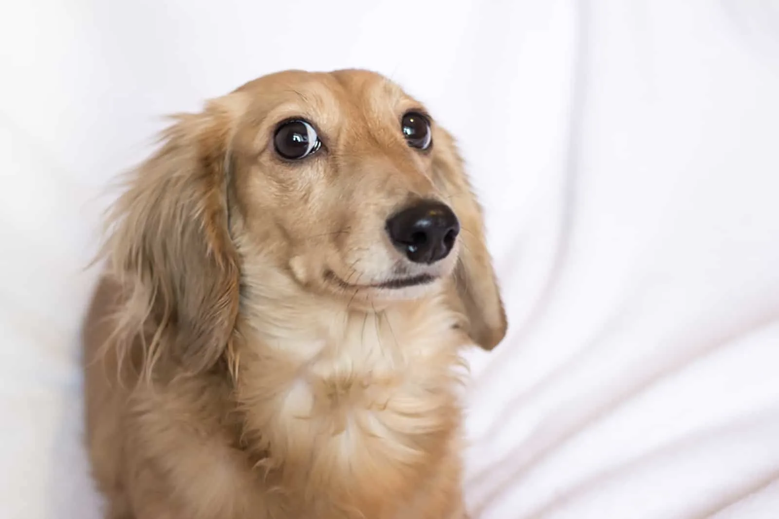 Rasa psów Golden Dox (mieszanka jamnika z golden retrieverem): Zdjęcia i pielęgnacja