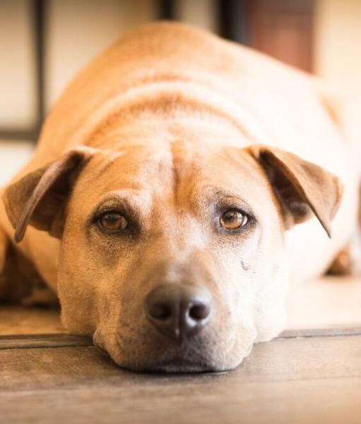 Golden Pei (Golden Retriever & Shar Pei Mix): Zdjęcia, przewodnik, informacje i pielęgnacja