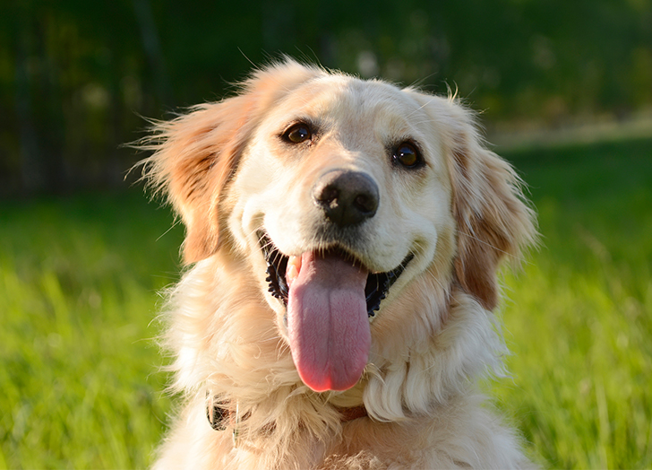 8. Golden Cavalier (Golden Retriever x Cavalier King Charles Spaniel Mix)