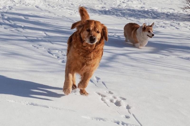 Corgi vs Golden Retriever: Kluczowe różnice (ze zdjęciami)