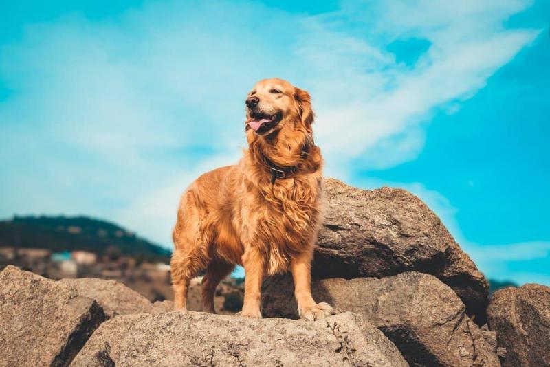 Czy wszystkie golden retrievery mają błoniaste łapy? Fakty i historia rasy