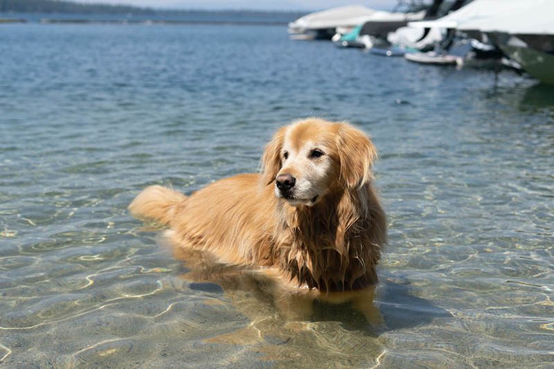 15 najlepszych ras psów do pływania i aktywności w wodzie (ze zdjęciami)