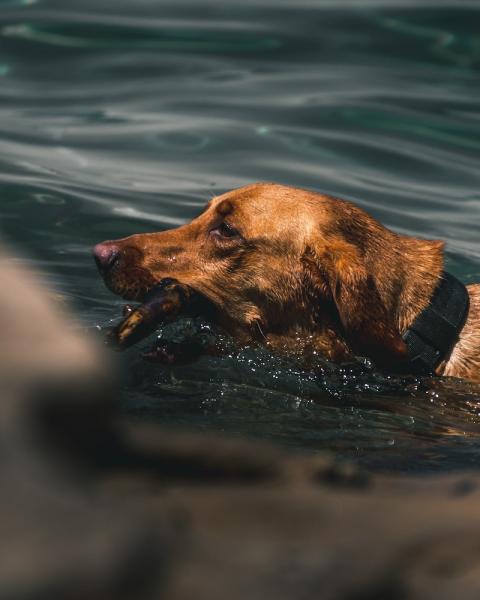 Historia golden retrievera