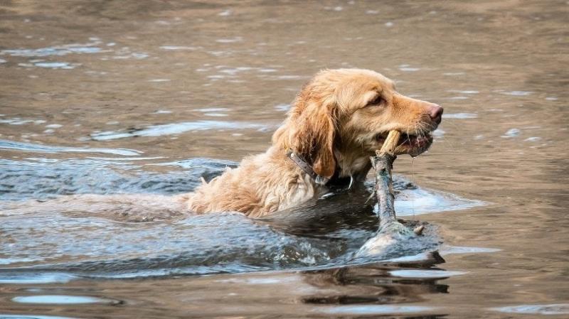 Pochodzenie golden retrieverów