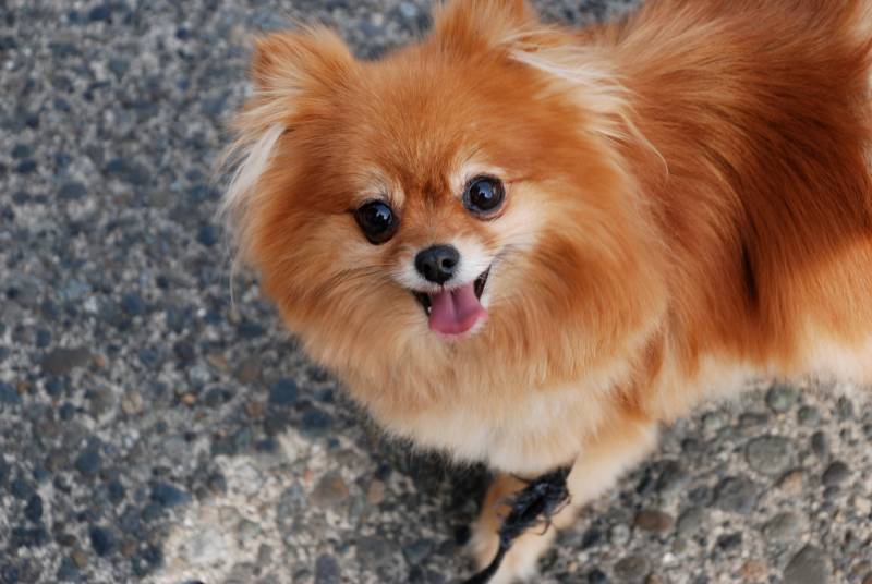 Temperament i inteligencja Pomeranian Teacup