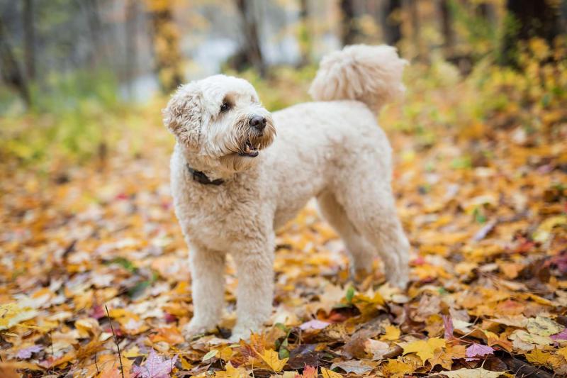 18 kolorów i wzorów Goldendoodle