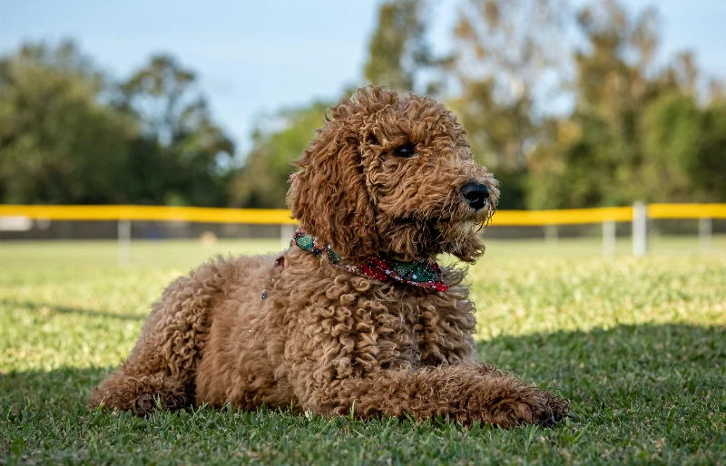 18 kolorów i wzorów Goldendoodle (ze zdjęciami)