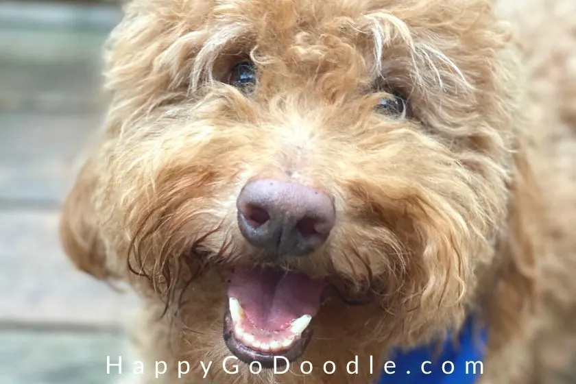 2. Goldendoodle mają cztery rodzaje sierści