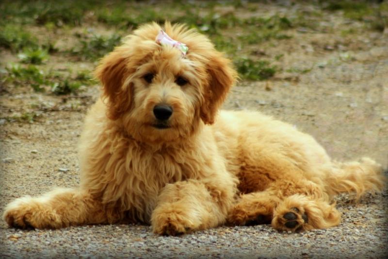 8. Czerwony Goldendoodle