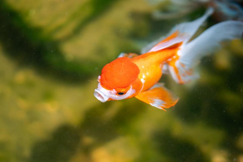 37. Złote rybki są spokrewnione z karpiami.