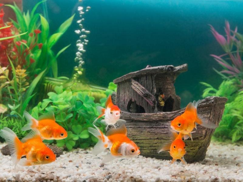 Farba bezpieczna dla akwarium: Rodzaje, uwagi i wskazówki