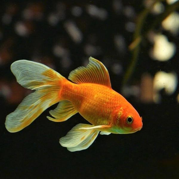 10 powszechnych mitów i nieporozumień dotyczących złotych rybek: Informacje zatwierdzone przez weterynarza