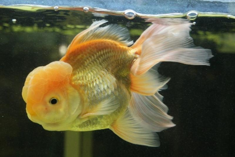 2 fakty o złotej rybce - legenda, wiedza i kultura