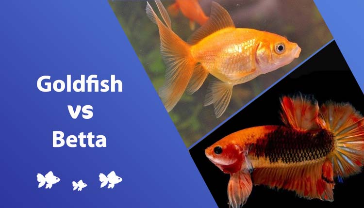 Betta Fish vs złota rybka: Kluczowe różnice (ze zdjęciami)