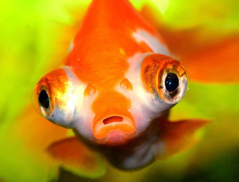 Czy złote rybki widzą kolory? Fakt a fikcja