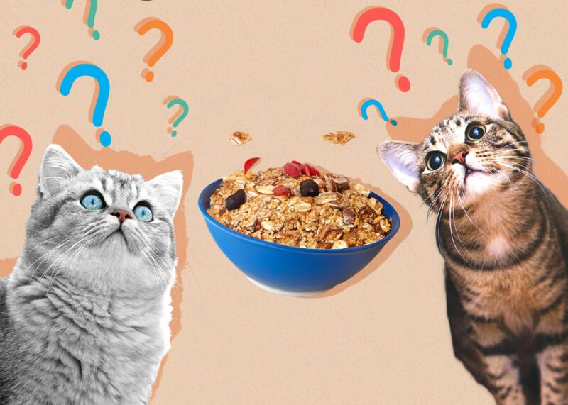 Czy koty mogą jeść płatki zbożowe? Porady żywieniowe zatwierdzone przez weterynarza