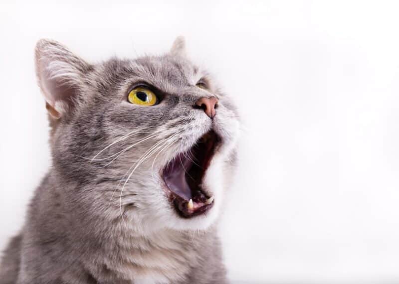 5 powodów, dla których kot wpatruje się w sufit