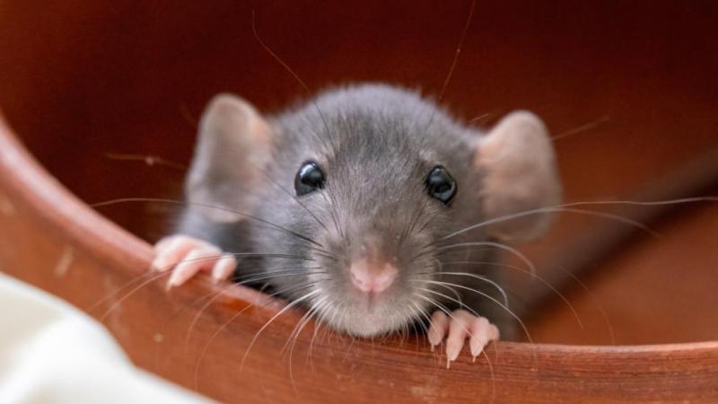 6 najczęstszych problemów zdrowotnych, chorób i schorzeń szczurów domowych (odpowiedź weterynarza)