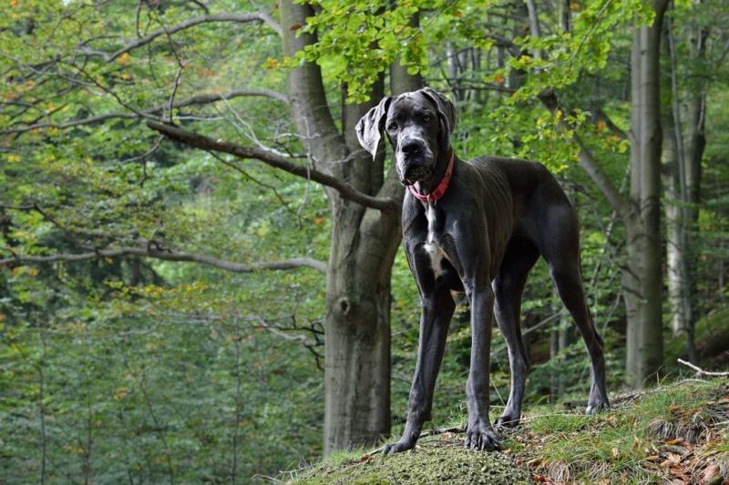 Szczenięta rasy rottweiler doga niemieckiego mix