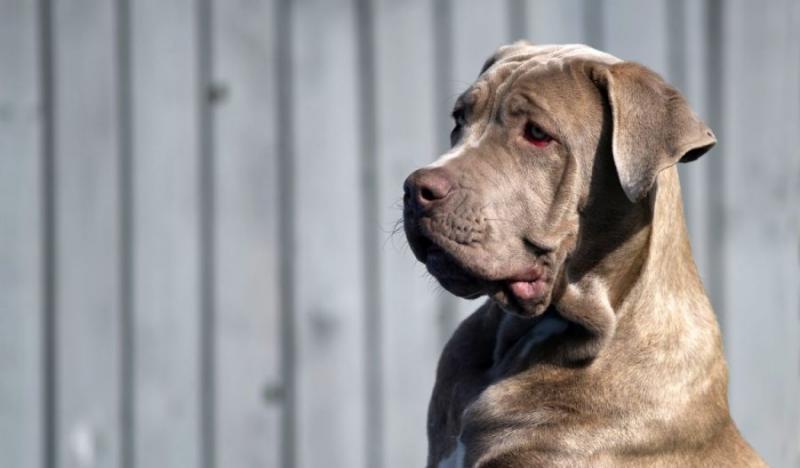 11. Mastiff Shepherd (owczarek niemiecki x mastiff)