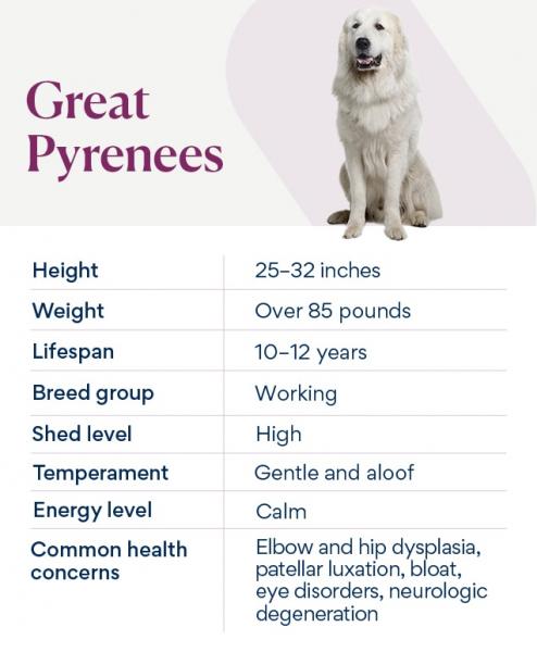 Czy pireneje wielkie są dobrymi psami służbowymi? Charakterystyka, cechy i najczęściej zadawane pytania