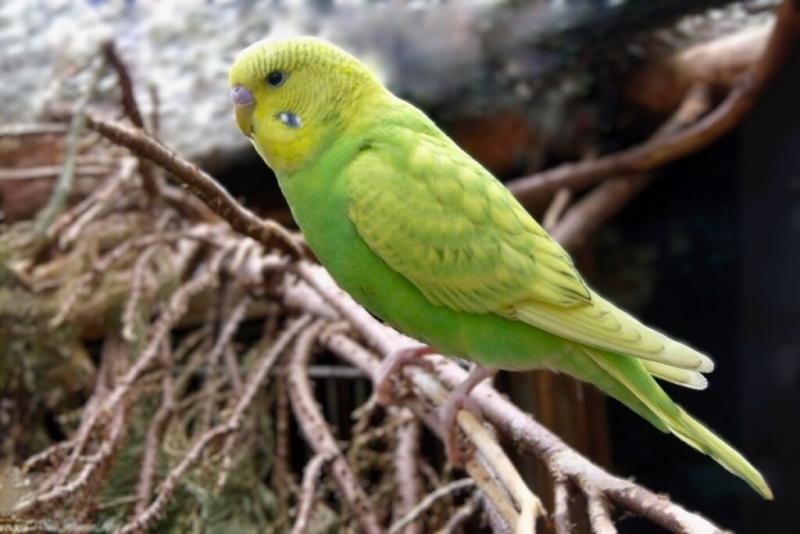 2. Kobaltowa papużka falista