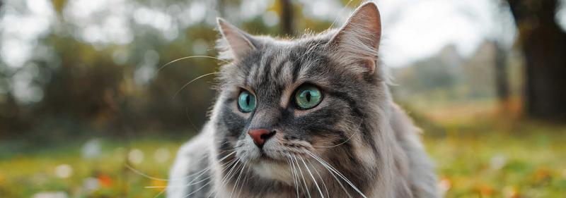 Zapalenie węzłów chłonnych u kotów: Weterynarz wyjaśnia przyczyny, objawy i leczenie