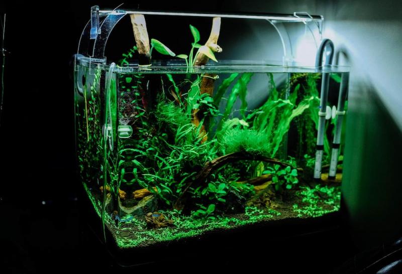 Czy sztuczne rośliny akwariowe są bezpieczne dla małych rybek?