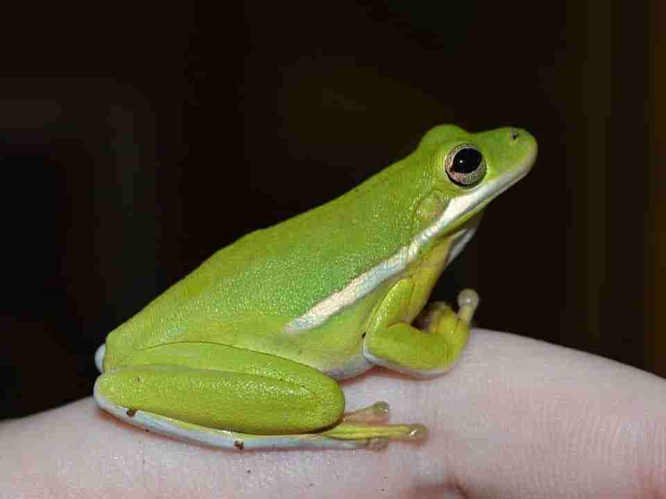 Amerykańska zielona żaba drzewna: arkusz opieki, długość życia i więcej (ze zdjęciami)