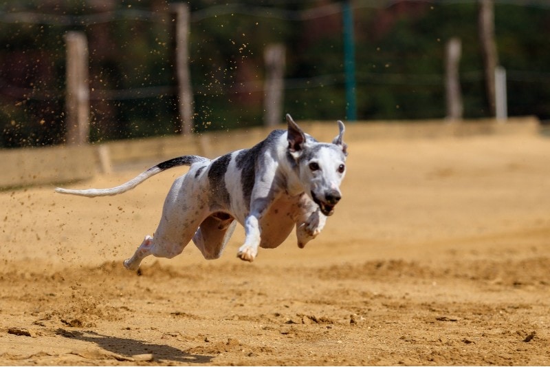 3. Greyhoundy zrzucają minimalną ilość sierści