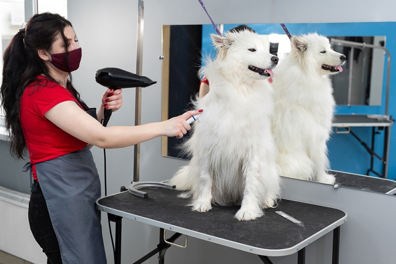 Pielęgnacja Samoyeda: 6 porad ekspertów (z fryzurami)
