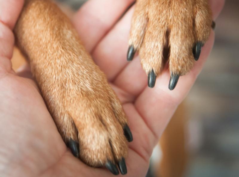 Czy ubezpieczenie zwierzęcia obejmuje leczenie złamanych paznokci u psa?