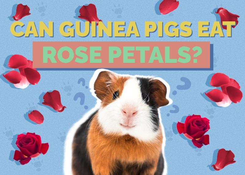 Czy świnki morskie mogą jeść płatki róż? Fakty zweryfikowane przez weterynarza & FAQ