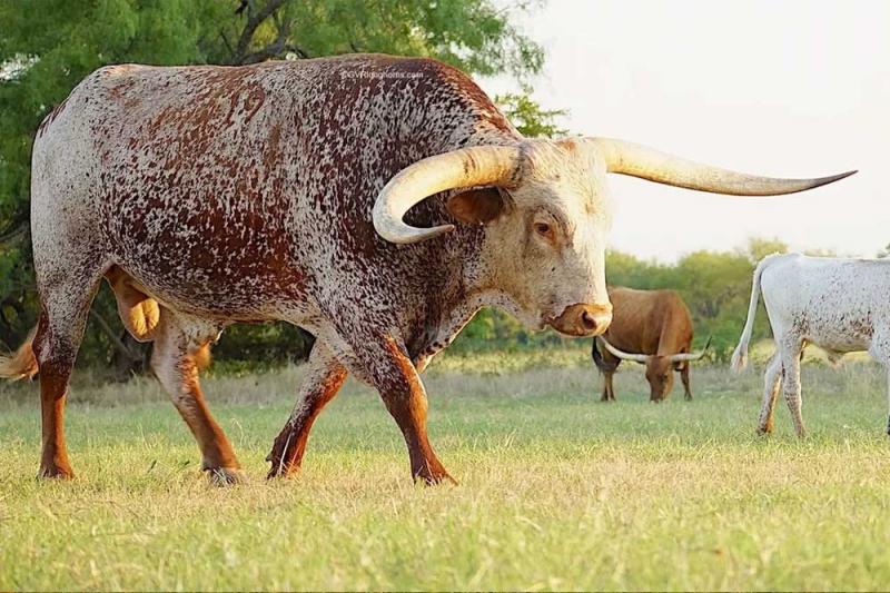 Charakterystyka bydła rasy Texas Longhorn