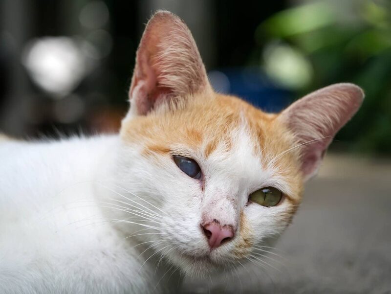 Zanik tęczówki u kotów: Zatwierdzone przez weterynarza przyczyny, objawy i pielęgnacja