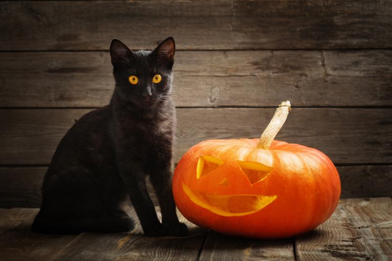 Czy czarne koty naprawdę są w niebezpieczeństwie podczas Halloween? Smutna prawda