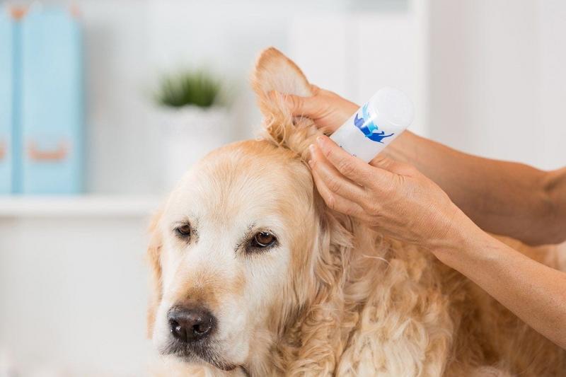 Jak długo trwa ustąpienie krwiaka ucha u psa? Fakty potwierdzone przez weterynarza
