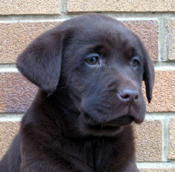 Labrador Retrievery są jedną z najpopularniejszych ras psów w Stanach Zjednoczonych i nie bez powodu. Są niezwykle inteligentne, podatne na szkolenie i elastyczne, dzięki czemu nadają się do różnych stylów życia i warunków mieszkaniowych. Niezależnie od tego, czy mieszkasz w przestronnym wiejskim domu, czy w przytulnym mieszkaniu w mieście, Labrador Retriever będzie lojalnym i wiernym towarzyszem.