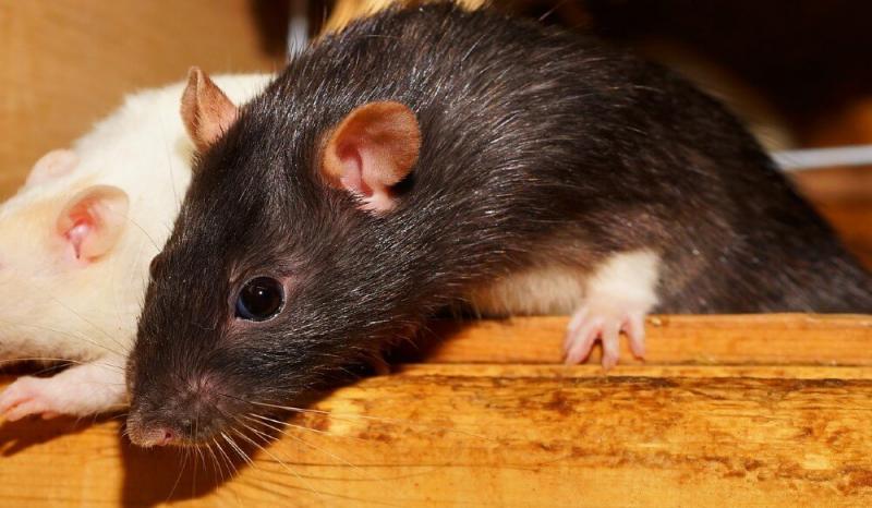 2. Szczury mają unikalne cechy fizyczne