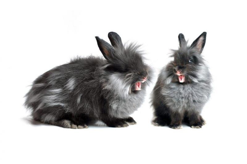 21 pięknych ras czarnych królików (ze zdjęciami)