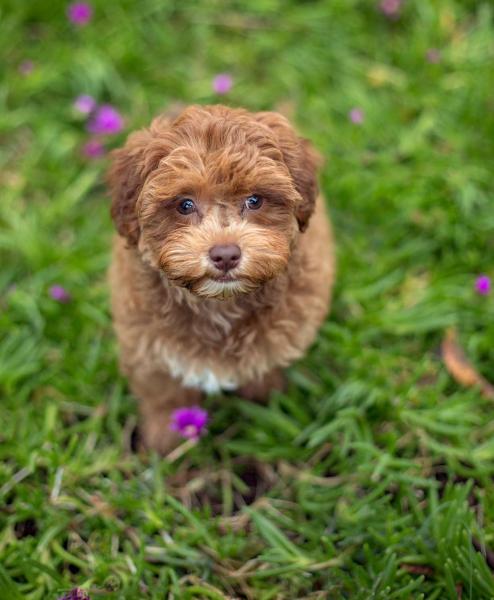 Havapoo vs Havanese: Który pies jest dla mnie odpowiedni (ze zdjęciami)?