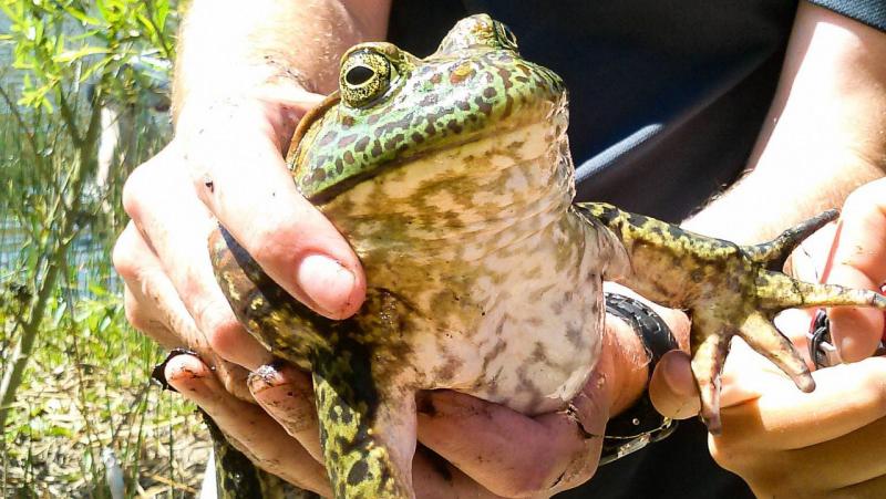 7 żab znalezionych na Hawajach (ze zdjęciami)